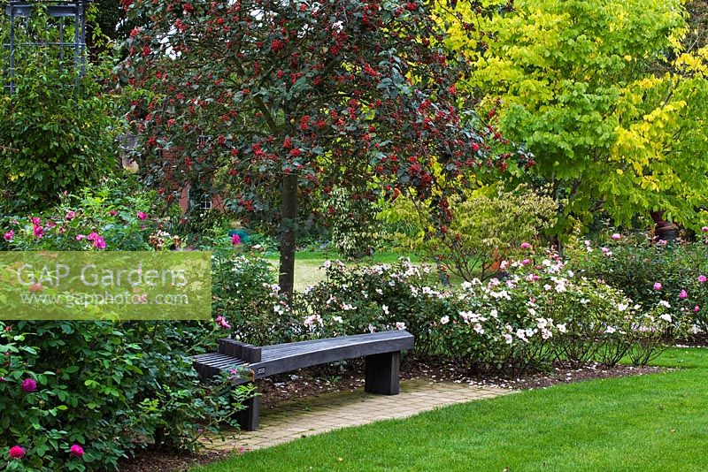 Seating area with Sorbus hybrida 'Gibbsii', Rosa 'Felicite Perpetue, Rosa The Charlatan 'Meiguimov'  - RHS Wisley