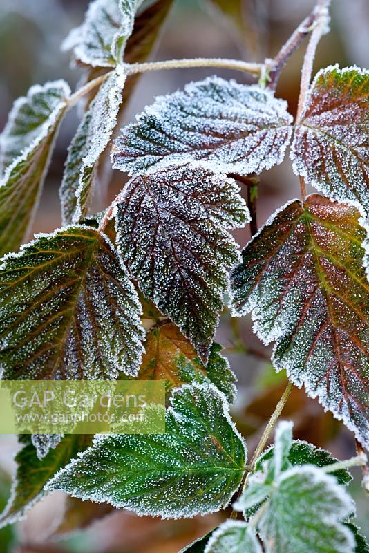 Foliage of Rubus 'Olympic Double' with frost