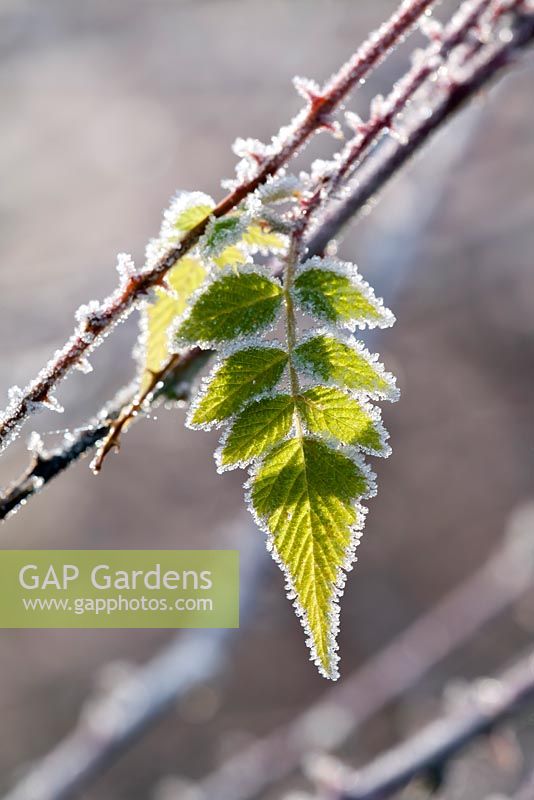 Foliage of Rubus cockburnianus 'Golden Vale' with frost