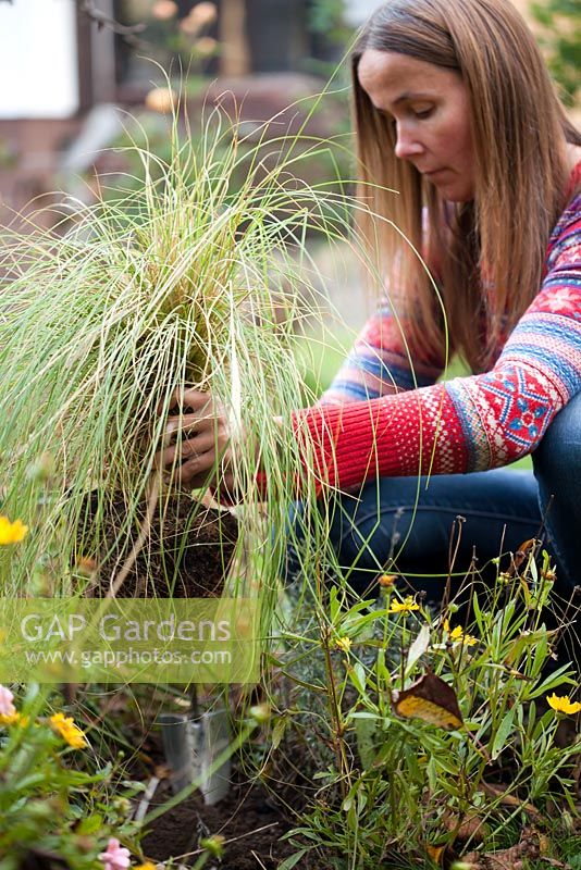 Woman planting Pennisetum 'Hameln'.