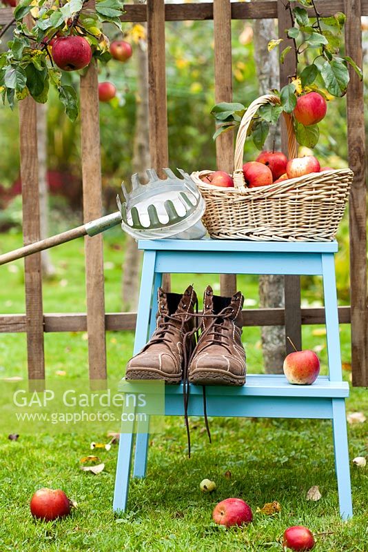 Harvesting apples - fruit picker, boots and ladder.