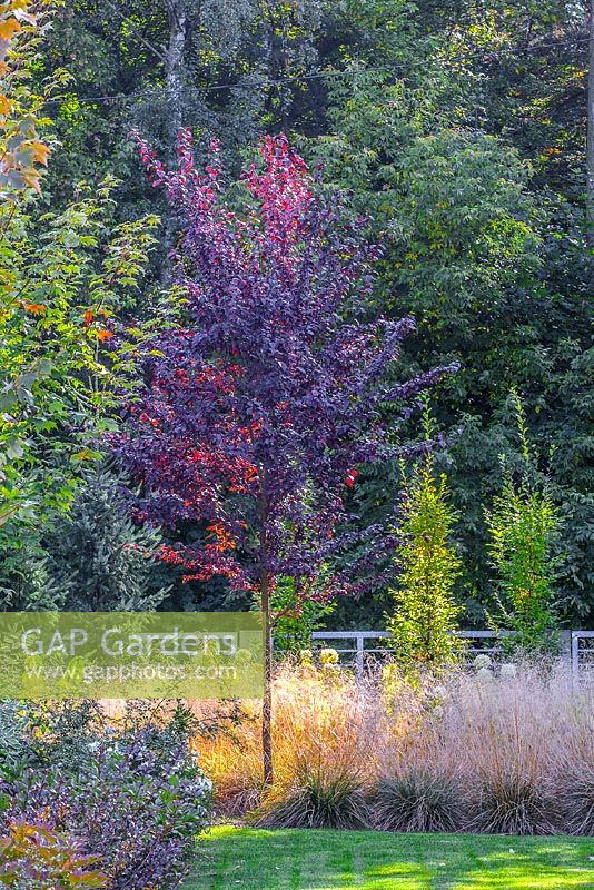 Autumnale border with ornamental grass Deschampsia caespitosa