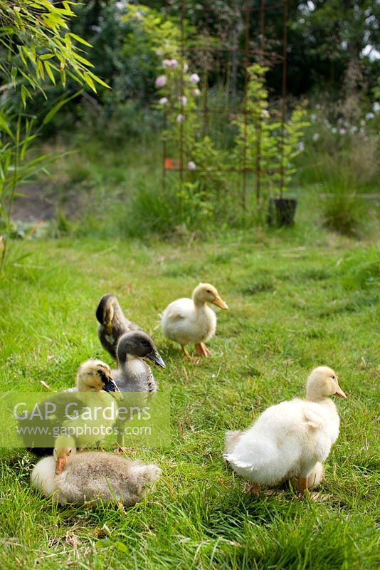 Goslings in garden