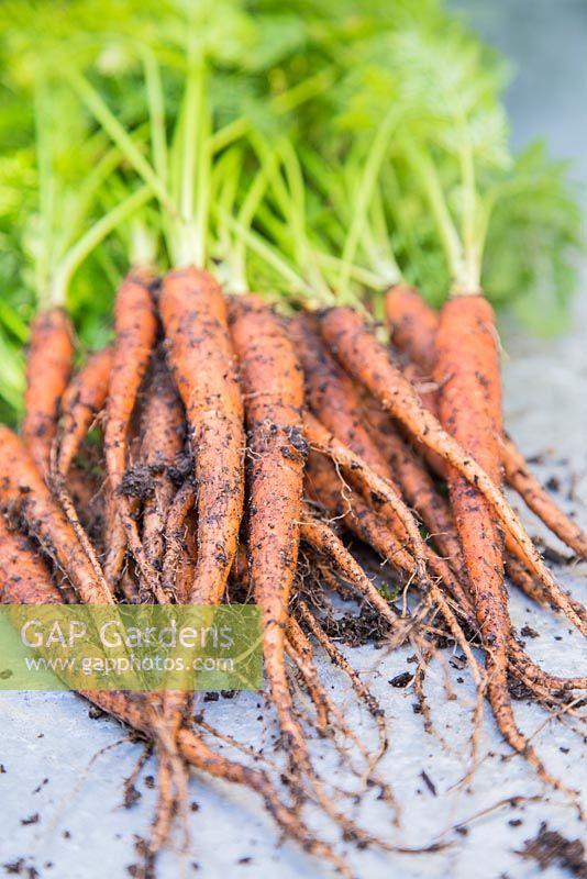 Harvested carrot 'Sugarsnax'