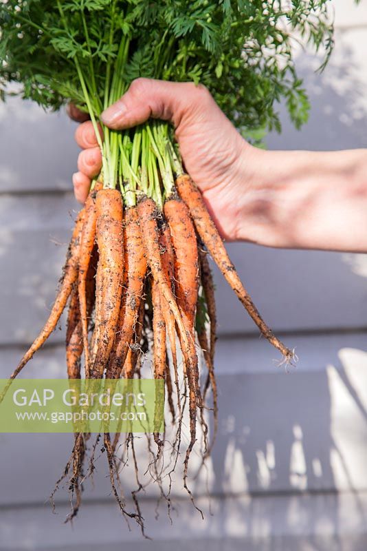 Woman holding harvested carrot 'Sugarsnax'. 