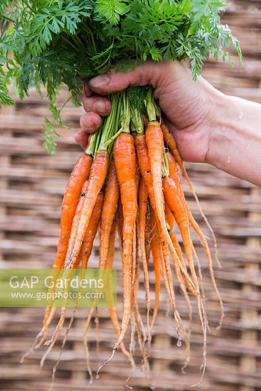 Woman holding harvested carrot 'Sugarsnax