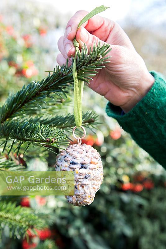 Pine cone bird feeder hanging on a Christmas tree