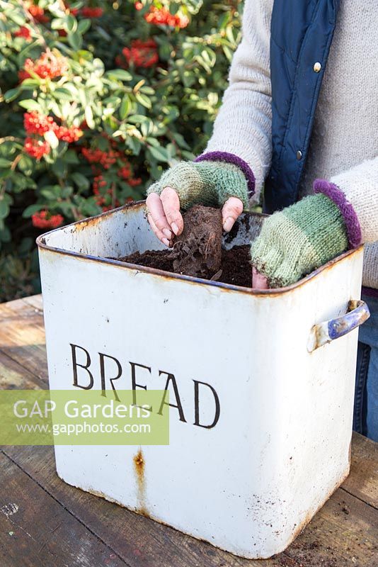 Planting Rhubarb 'Victoria' crown in old bread bin