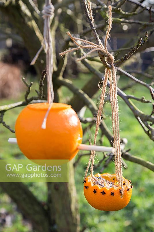 Bird feeders made from Oranges, using string, cloves and a chopstick