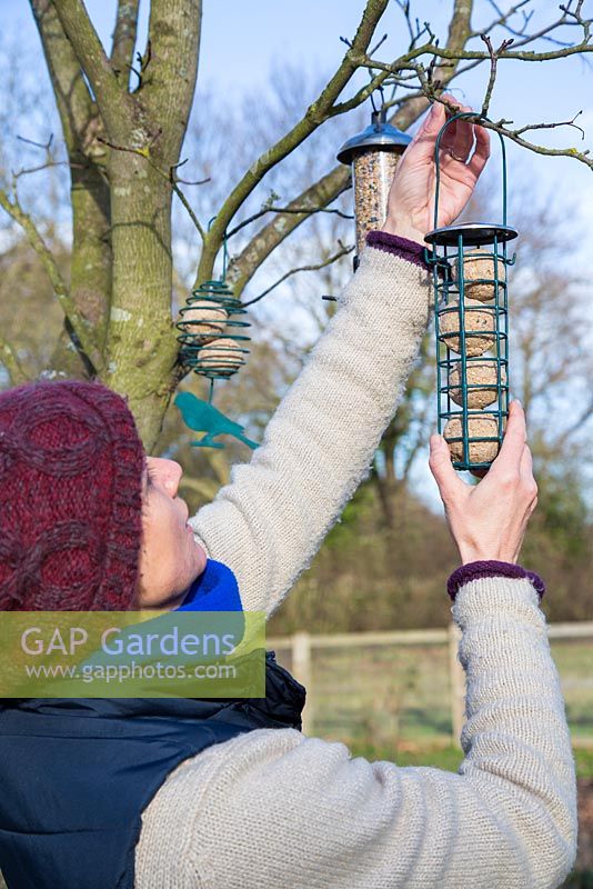 Hanging clean bird feeders on tree branches