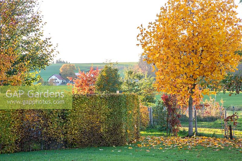 A young tulip tree in autumn next to hedge, in the background a hilly landscape with a small hamlet, Carpinus betulus, Liriodendron tulpifera