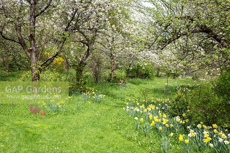 Flowering orchard with daffodils in spring, Buxus; Malus domestica; Narcissus