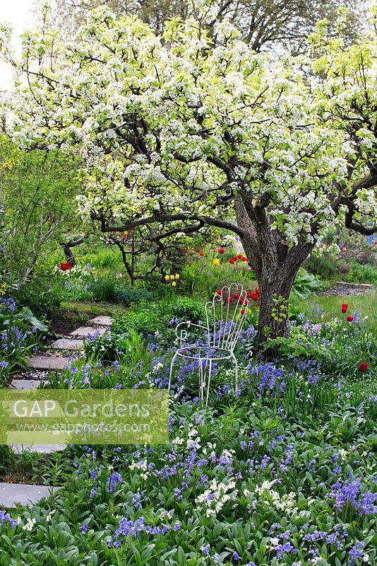 Spring garden with old pear tree in bloom. Planting under tree with tulips, hosta, bluebells and narcissus 