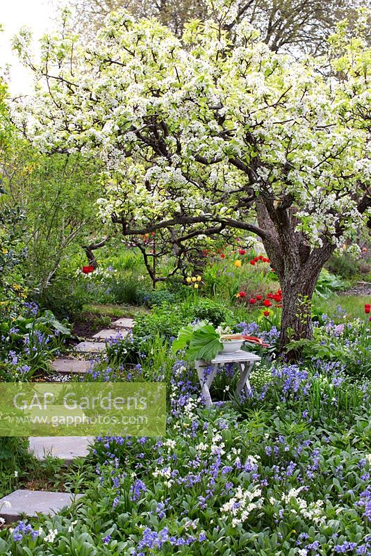 Spring garden with old pear tree in bloom. Planting under tree with tulips, hosta, bluebells, rhubarb and narcissus 
