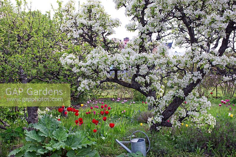 Spring garden with old fruit trees in bloom, tulips, watering can and rhubarb