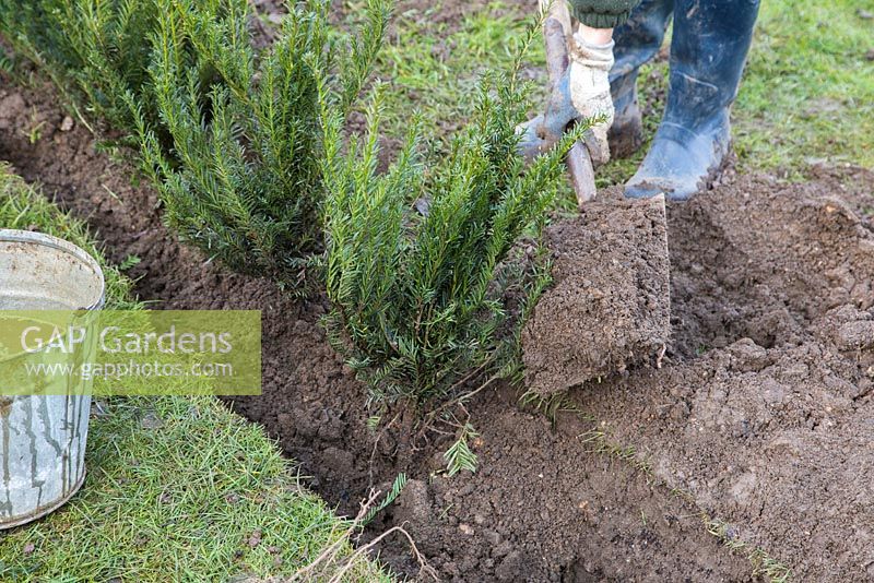 Planting bare root Yew plants in trench.