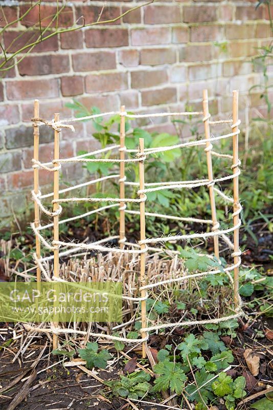Garden canes and string used as a pet barrier for a cutback plant