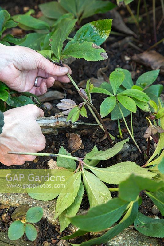 Cutting back foliage on Helleborus orientalis, allowing room for emerging flowers and to prevent disease.
