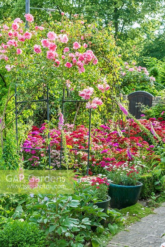 View of formal town garden with Buxus - Box edging, Roses growing on arches over paths. Peonies, Dianthus - Sweet Williams and Digitalis - Foxgloves