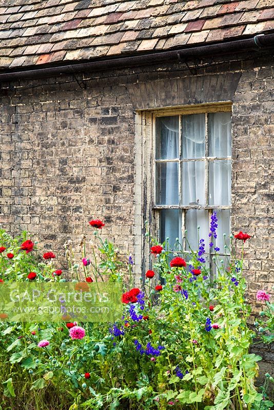 Self seeded poppies and larkspur in front of old neglected cottage