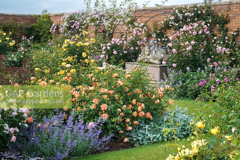 Rosa 'Lady of Shalott', nepeta and Stachys byzantina in The Lion Garden at David Austin Roses.