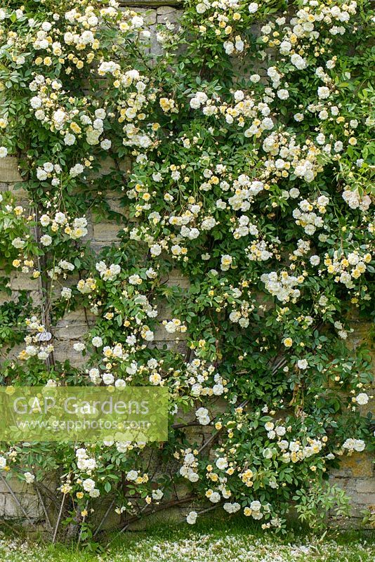 Rosa 'Malvern Hills' trained on a wall.