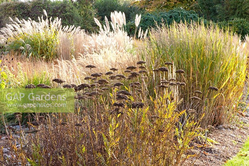 Autumnal border with Panicum virgatum 'Northwind' and Achillea filipendula 'Parkers Variety'