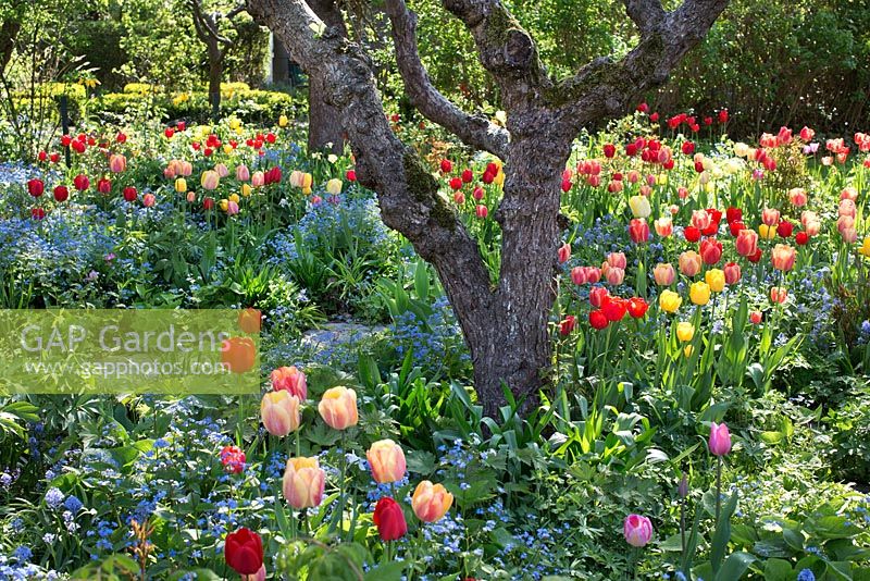 Old fruit trees and tulips