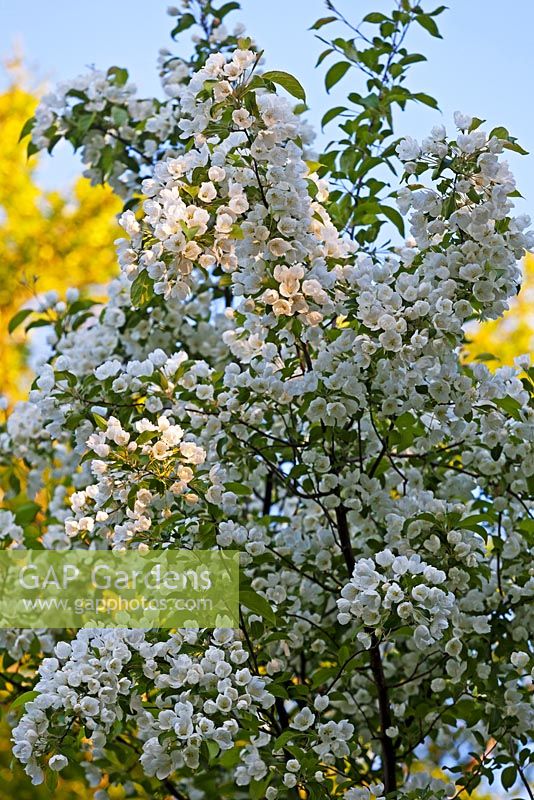 Malus baccata - Siberian crabapple - Veddw House Garden, Devauden, Monmouthshire, Wales, UK. June. 