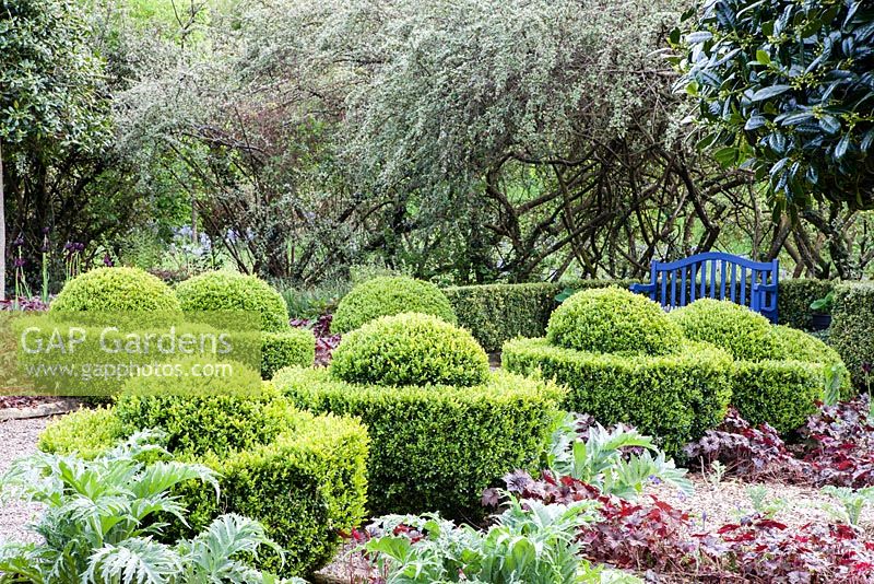 Buxus sempervirens trained into Egg Cup shapes with Cynara cardunculus 'Florist Cardy', Hedge of Cotoneaster behind. Veddw House Garden, Monmouthshire, Wales, UK. May