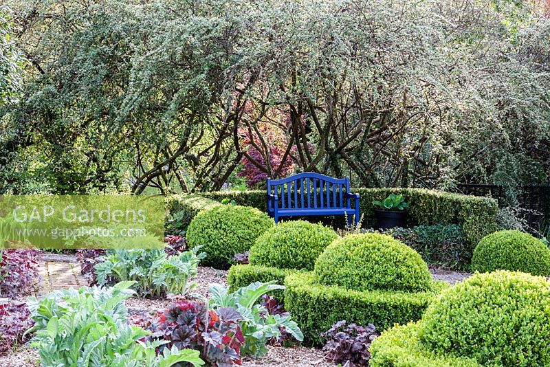 Buxus sempervirens trained into Egg Cup shapes with  Cynara cardunculus 'Florist Cardy'Hedge of Cotoneaster behind - Veddw House Garden, Monmouthshire, Wales, UK. May