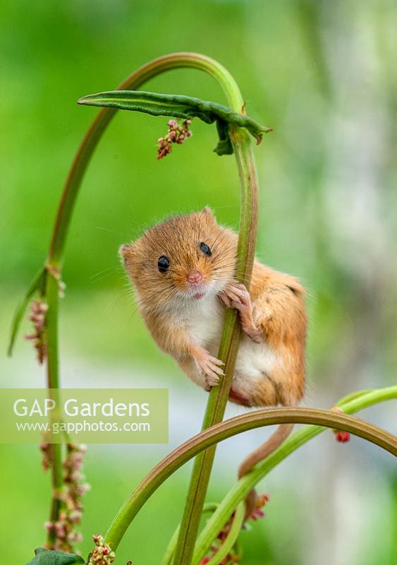 Young harvest mouse, micromys minutus climbing dock plant