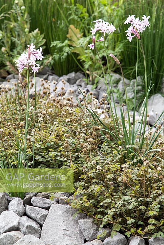 Tulbaghia violacea 'Fairy Star' underplanted with Acaena in a rocky border. Show Garden: B and Q Sentebale Forget-Me-Not Garden. 
