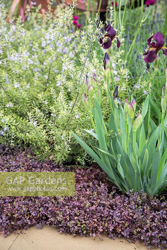 Border of Westringia fruticosa 'Morning Light', Iris germanica 'Red Orchard' underplanted with Acaena inermis 'Purpurea' beside path. Show Garden: The M and G Centenary Garden - Windows Through Time. 