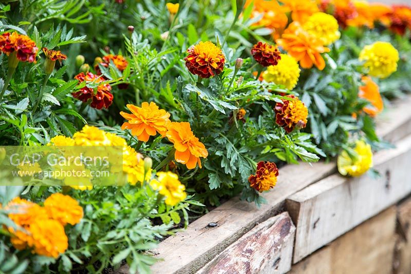 Tagetes patula 'Durango Tangerine' and Tagetes patula 'Scarlet Sophie' planted in raised wooden bed. Artisan Garden: Herbert Smith Freehills Garden for WaterAid. 