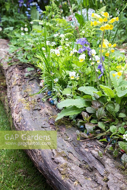 Hyacinthoides non-scripta Bluebell, Primula veris and Viola planted in border retained by a thick wooden log. Artisan Garden -What Will We Leave - The NSPCC Garden of Magical Childhood. 