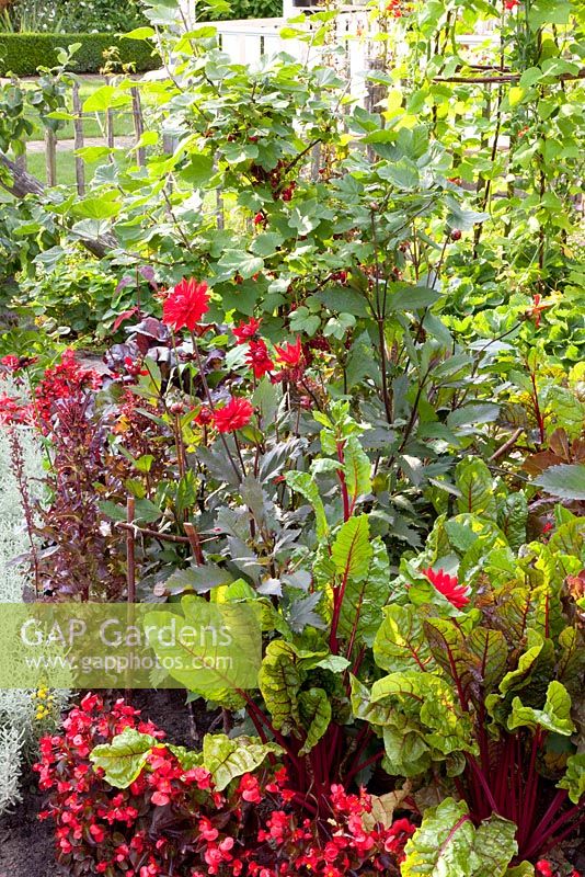 Ribes rubrum 'Jonkheer van Tets', Beta vulgaris 'Bright Lights', Dahlia 'Garden Miracle', Begonia