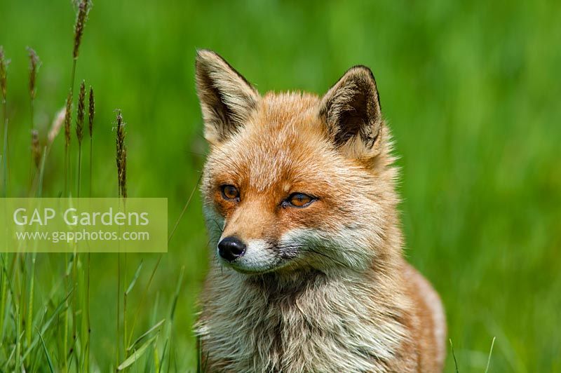 Fox, Vulpes vulpes in long grass