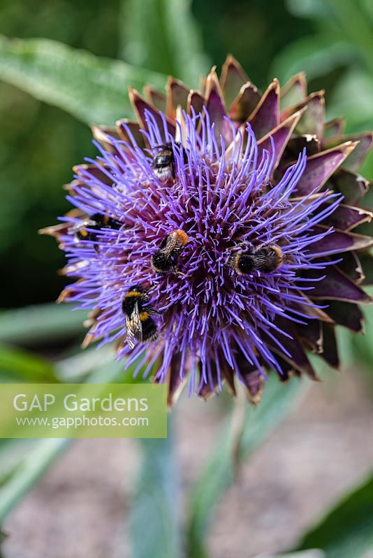 Cynara cardunculus 'Florist Cardy' with bumble bees. Veddw House Garden, Monmouthshire, Wales