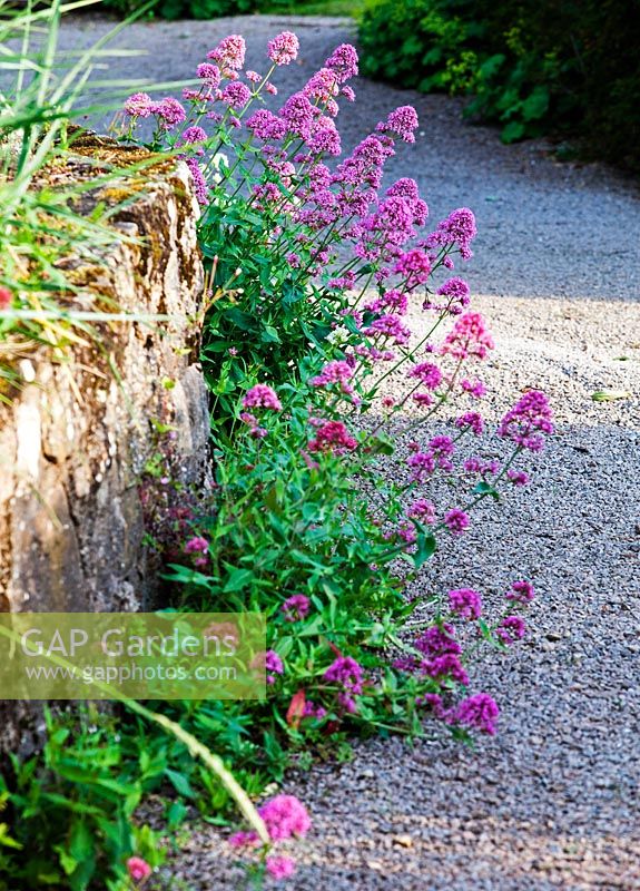 Centranthus ruber growing at base of wall by garage. Veddw House Garden, Devauden, Monmouthshire, Wales