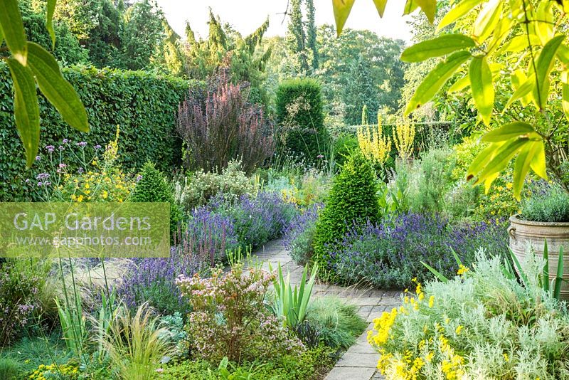 The Dry Garden, Cambridge Botanic Gardens in July. Box and Yew topiary, lavender, irises, santolina, verbena,  grasses and Berberis thunbergii f. atropurpurea 'Helmond Pillar'.