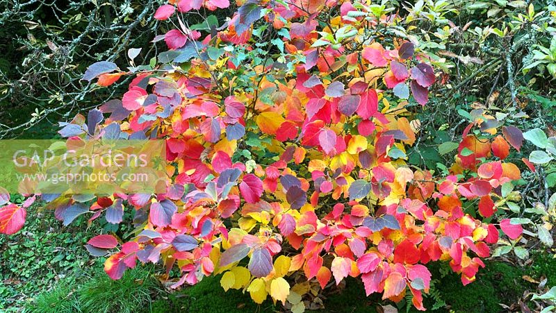 Fothergilla major - deciduous shrub with dark green leaves that turn red, orange and yellow in autumn.  Tufts of fragrant white flowers appear in late spring.  Kent garden.  Oct-Nov.