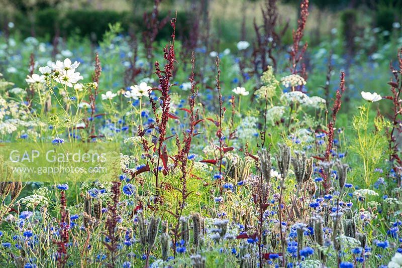 Annual wildflower meadow with cornflowers, Phacelia tanacetifolia, Ammi majus, cosmos and Atriplex hortensis var. Rubra