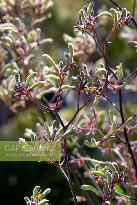 Anigozanthos flavidos. Tall Kangaroo Paw. Cranbourne Botanical Gardens, Victoria Australia.