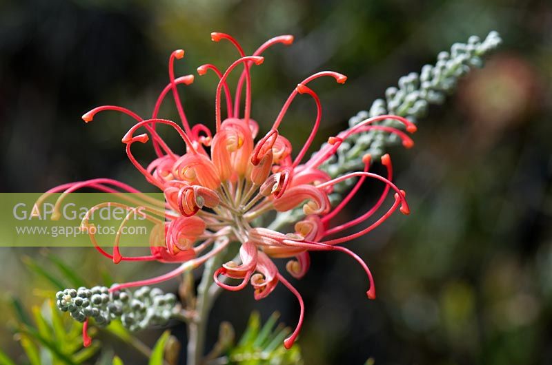 Grevillea 'Masons Hybrid'. Cranbourne Botanical Gardens, Victoria, Australia.