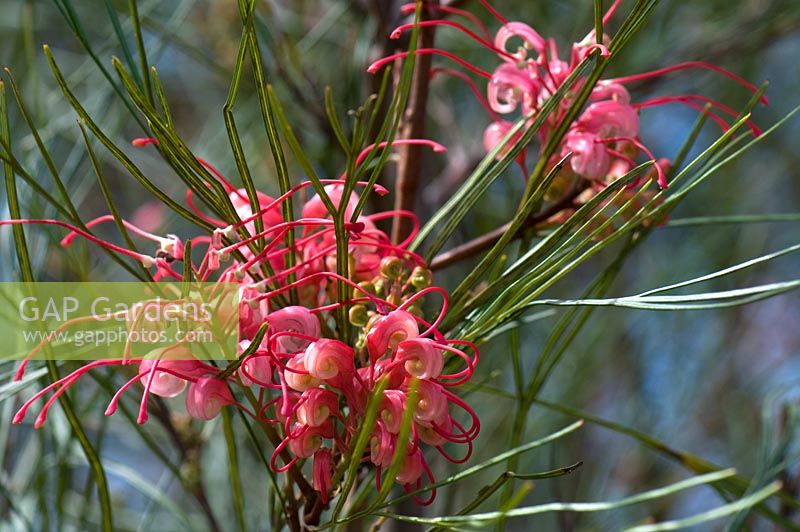 Grevillea longistyla x johnsonii 'Long John'. Cranbourne Botanical Gardens, Victoria, Australia.