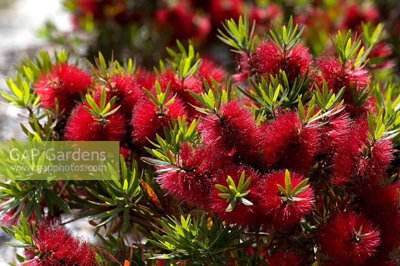 Callistemon 'Matthew Flinders'. Cranbourne Botanical Gardens, Victoria, Australia.