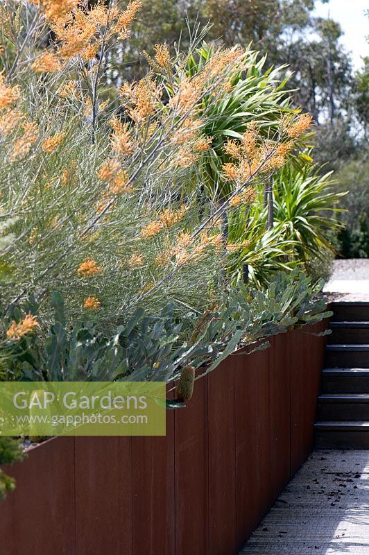 Grevillea 'Midas Touch' in metal sided raised bed underplanted with Banksia petiolaris. Cranbourne Botanical Gardens, Victoria, Australia.