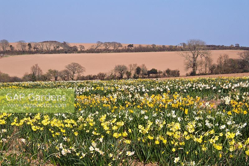 Daffodil fields, Cornwall
