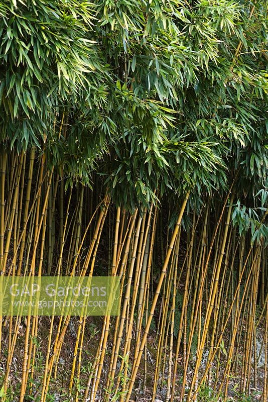 Arundinaria murielae - Muriel Bamboo - Monte Palace Tropical Gardens - Madeira, Portugal, Europe